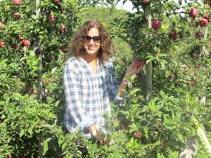 Chudleighs Apple Farm, Milton, Apple Picking