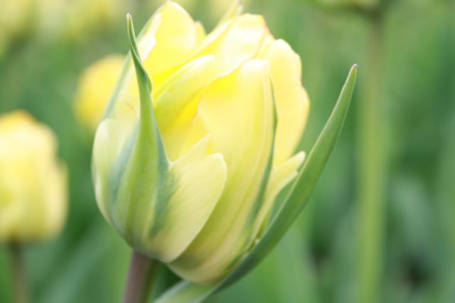 ottawa - tulip