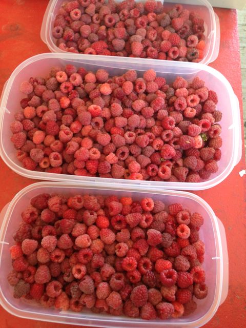 raspberry - 3 buckets