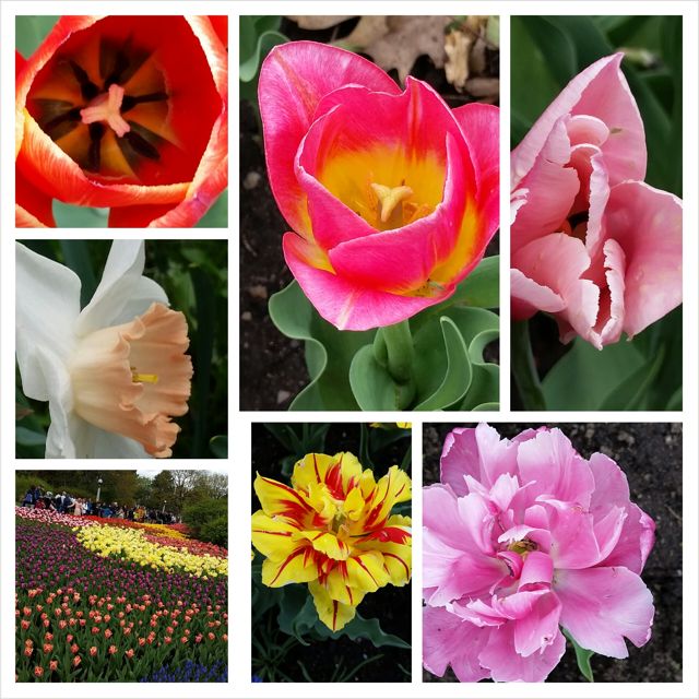 road - tulips