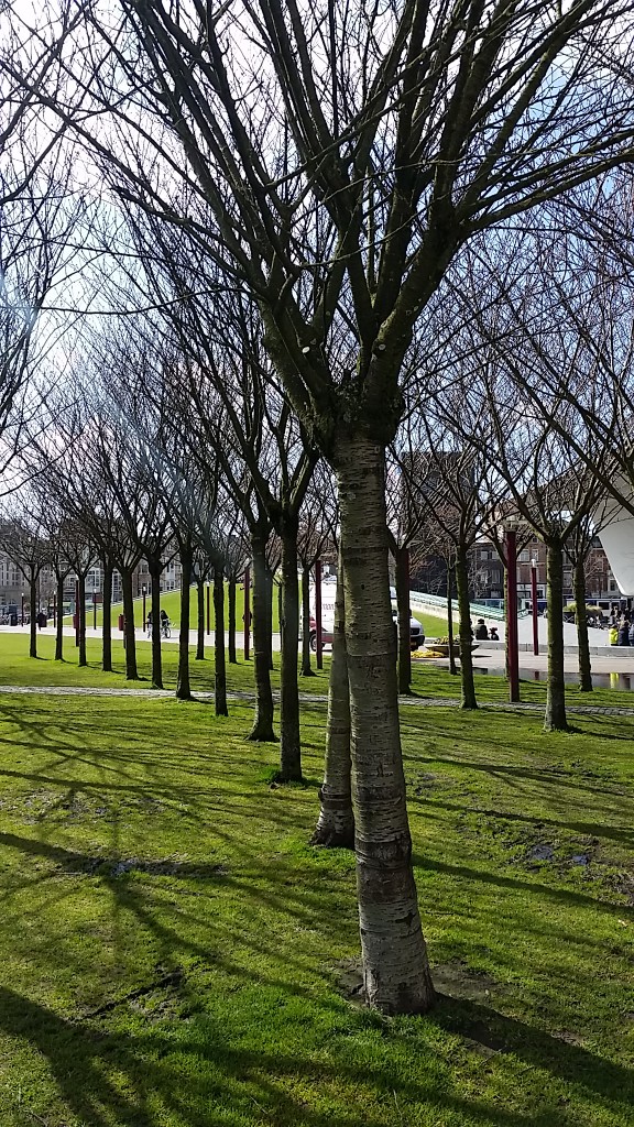 amsterdam - trees