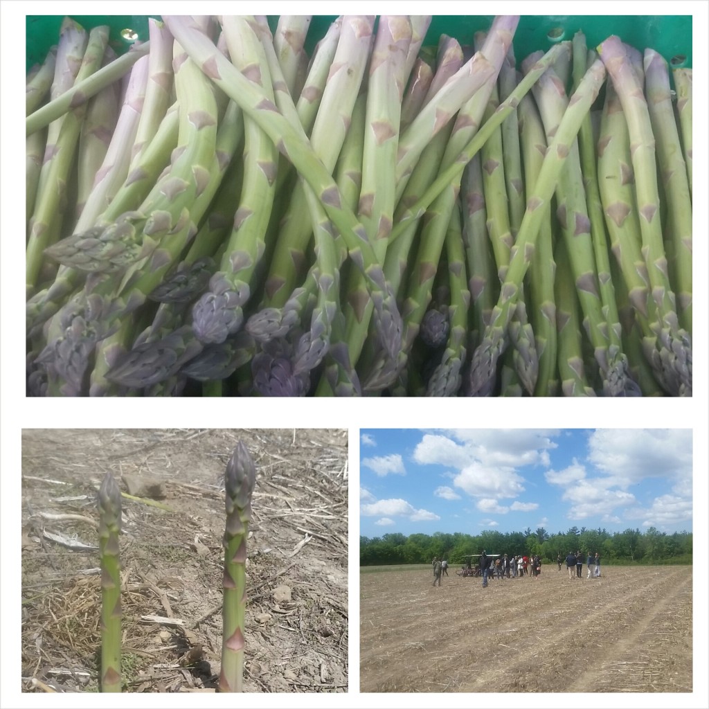 asparagus - farm