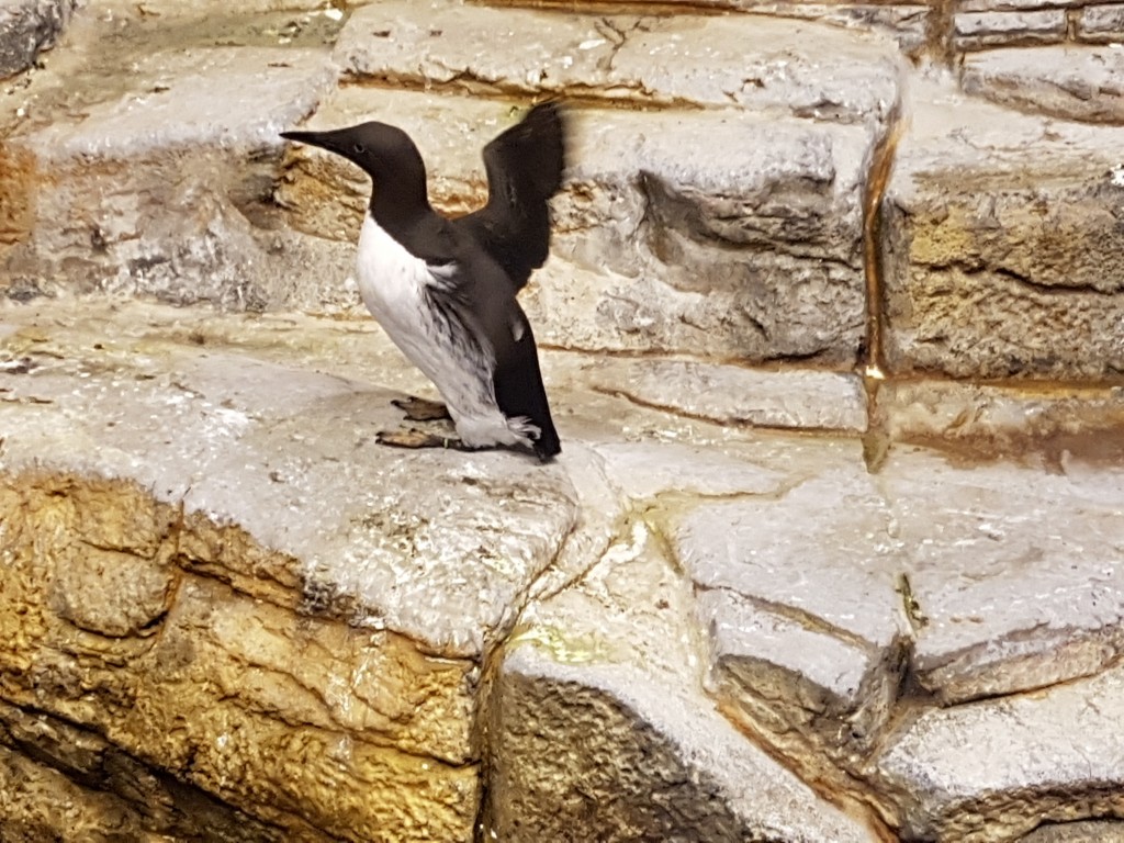 montreal - penguin