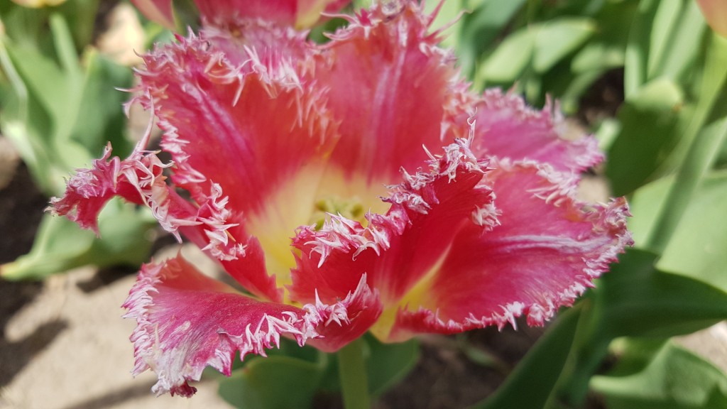 ottawa - tulip pink