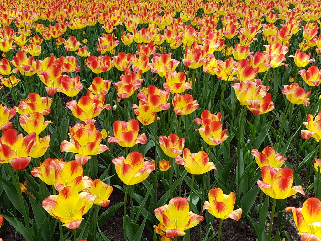 ottawa - tulips lots