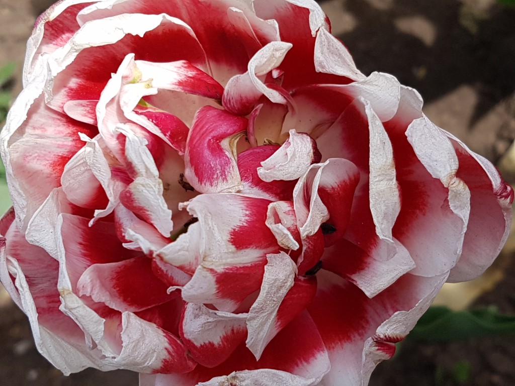 ottawa - tulips red