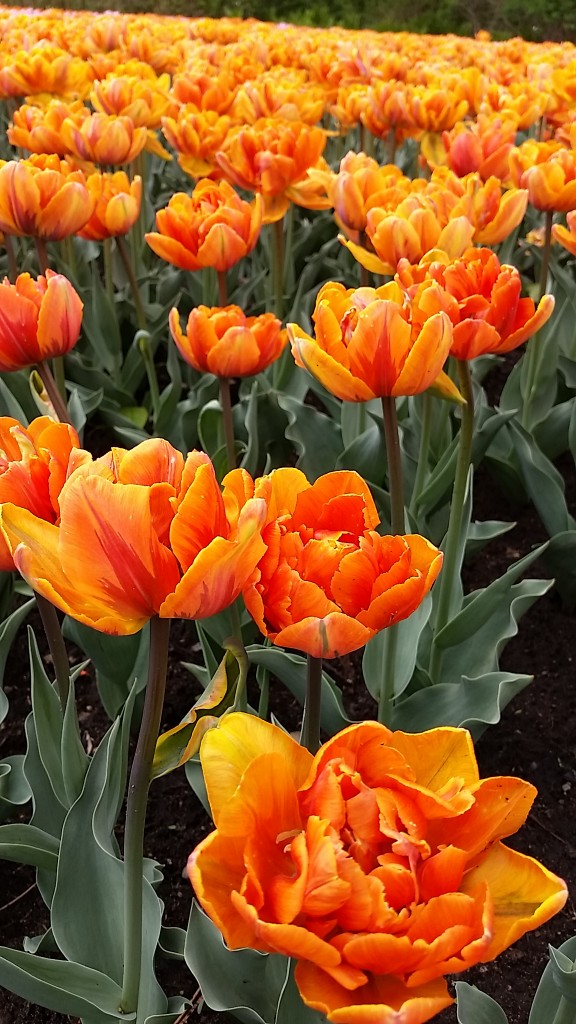 tulips