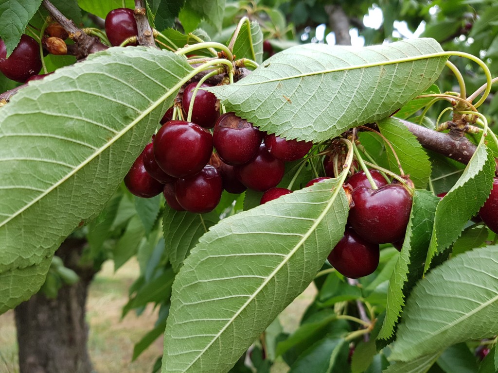 niagara - cherries