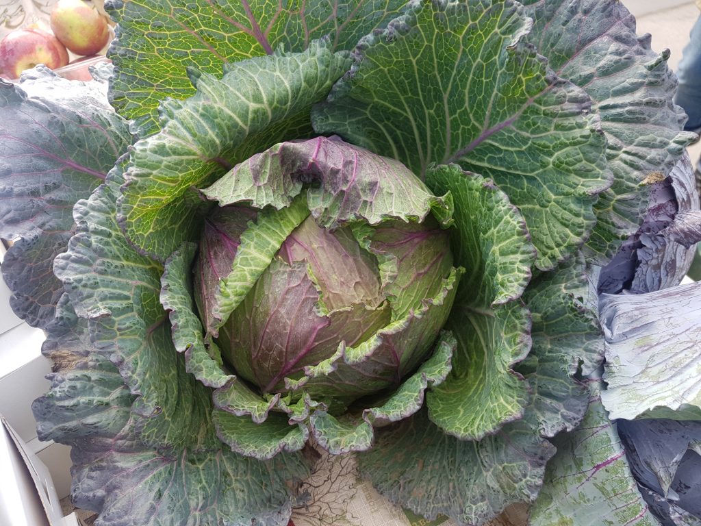 cabbage