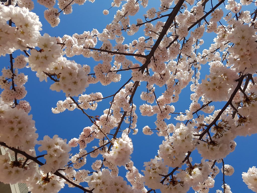 lowes - cherry blossoms